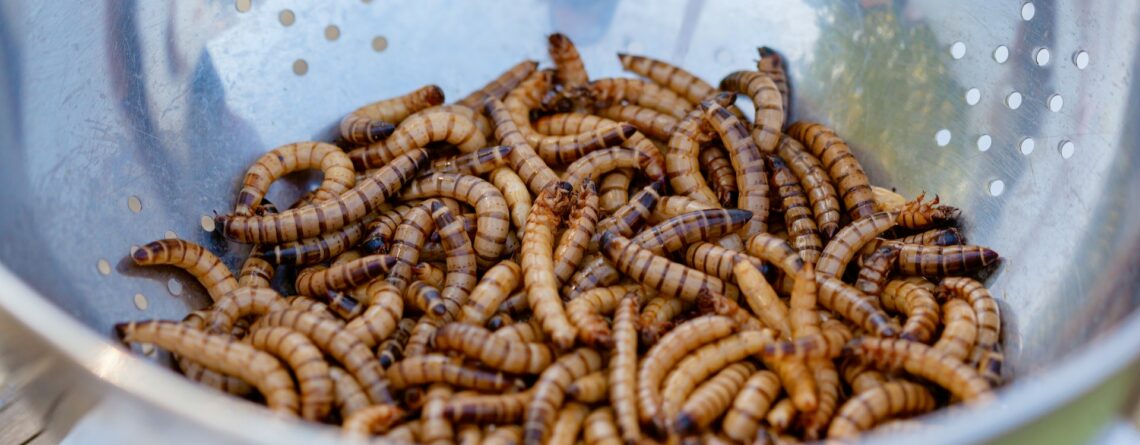 Los insectos como fuente de alimento para el futuro