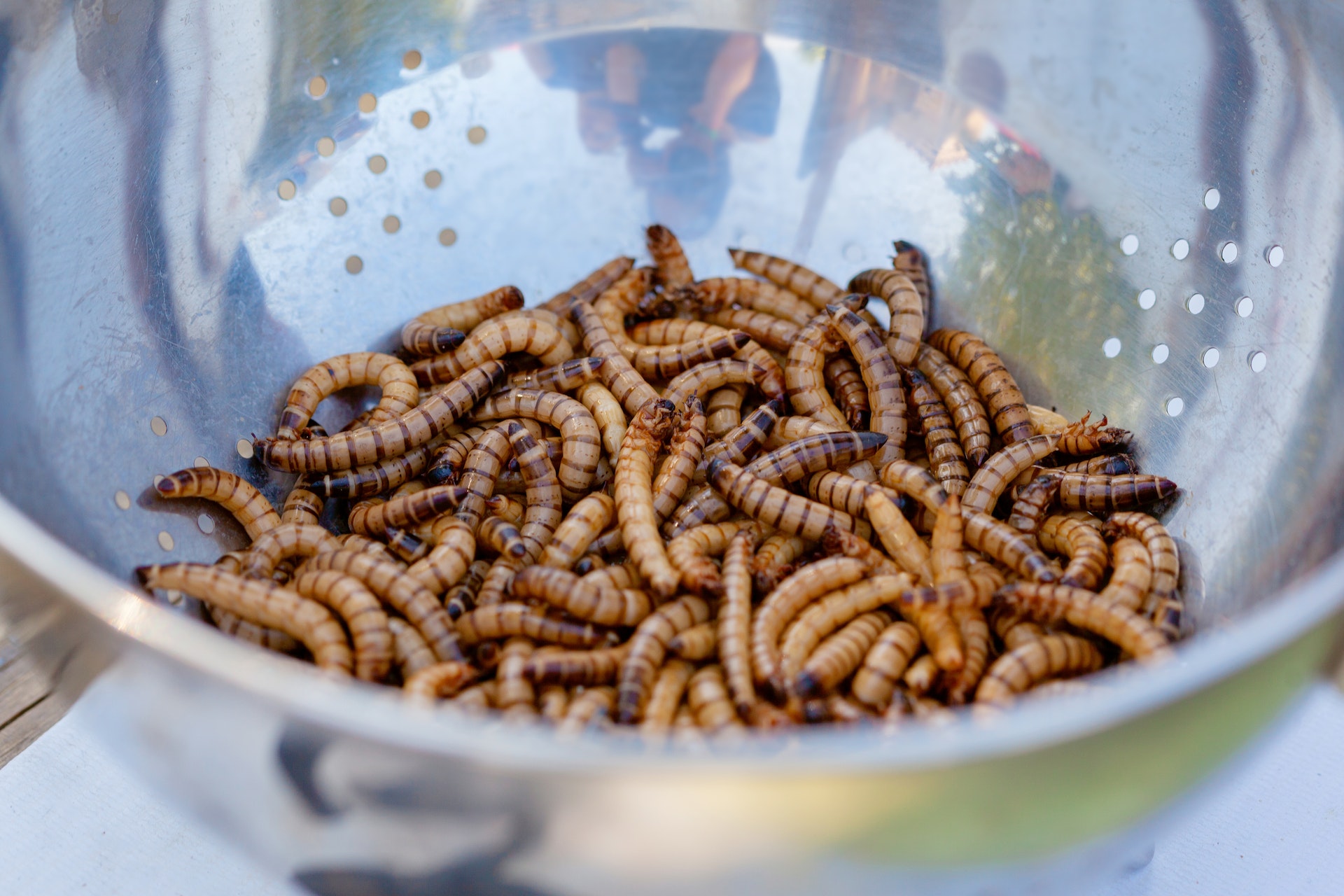 Los insectos como fuente de alimento para el futuro