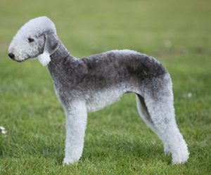 El Bedlington Terrier
