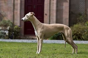 El Whippet