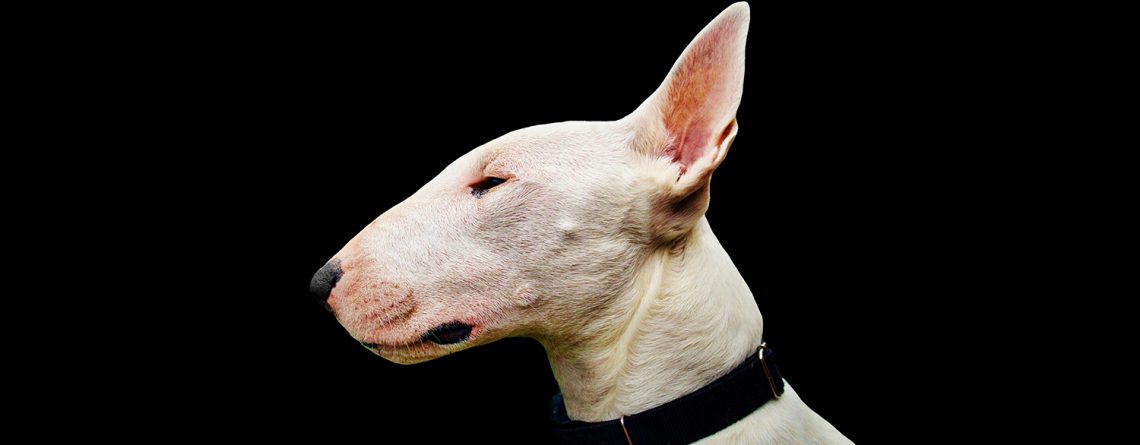 BEDLINGTON-CONTEXTO-UDLAP