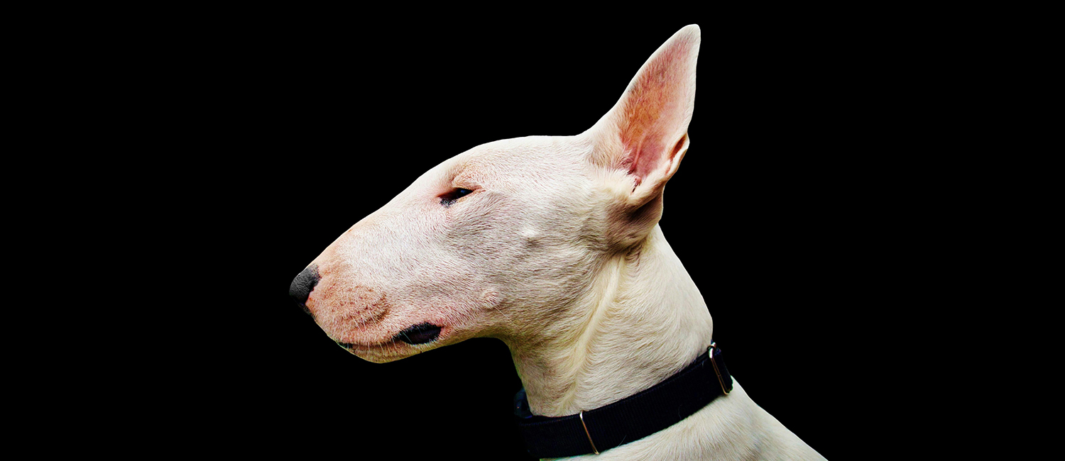 BEDLINGTON-CONTEXTO-UDLAP