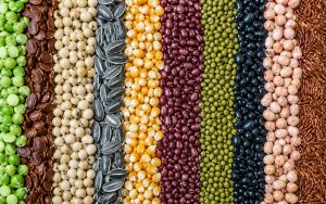 GMO 1