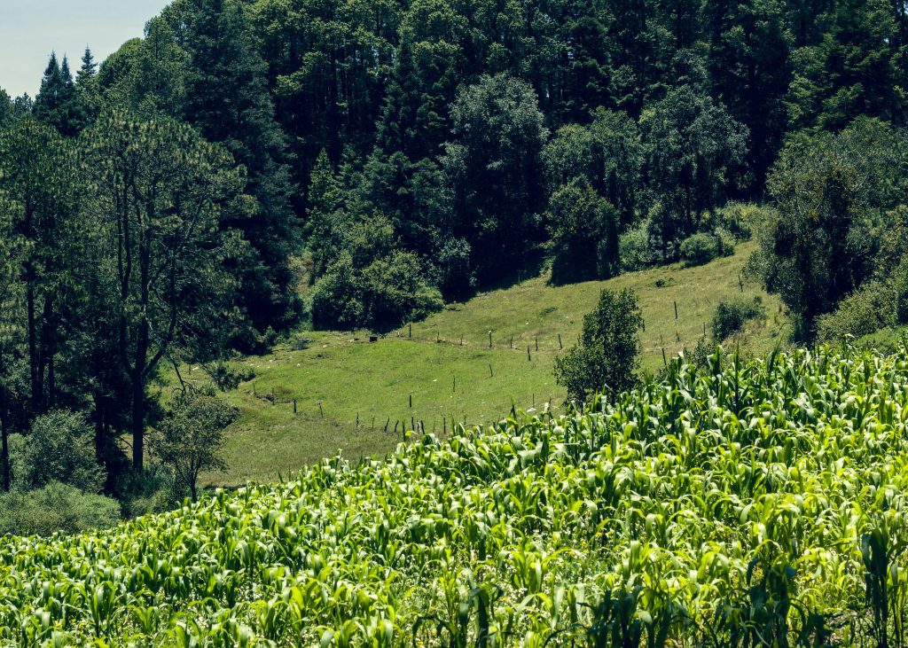 De Filosíntesis a Tzinacapan: pensar la vida buena desde el territorio